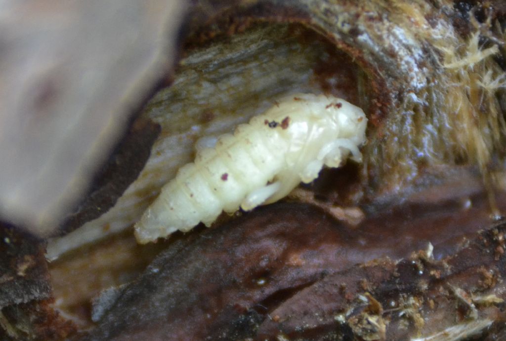 Pupa di Cerambycidae? Molto probabile!